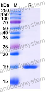 Anti-Human ADAMTS5 Nanobody (SAA1219)