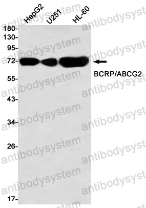 Anti-CD338/ABCG2 Antibody (R2K91)