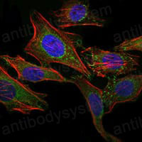 Anti-CD338/ABCG2 Antibody (R3X56)