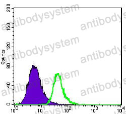 Anti-CD338/ABCG2 Antibody (R3X55)