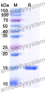 Anti-Human BAIAP2 Nanobody (SAA1334)