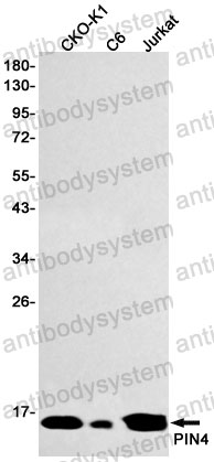 Anti-PIN4 Antibody (R2K98)