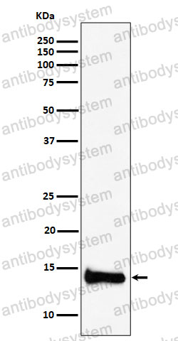 Anti-PIN4 Antibody (R2K97)