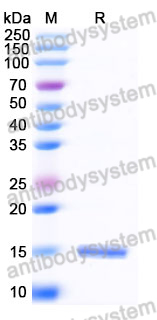 Anti-Human AKT3 Nanobody (SAA1232)