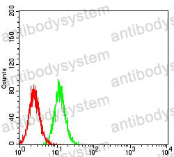 Anti-AKT3 Antibody (R3X60)