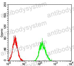 Anti-AKT3 Antibody (R3X59)