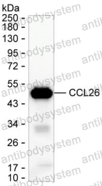 Anti-CCL26/Eotaxin-3/TSC-1 Antibody (R3X61)