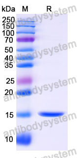 Anti-Human ANGPT4 Nanobody (SAA1257)