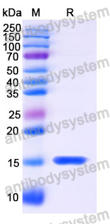 Anti-Human BACE2 Nanobody (SAA1185)