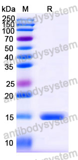 Anti-Human BACE2 Nanobody (SAA0876)