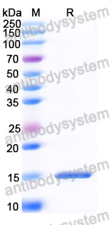 Anti-Human BACE2 Nanobody (SAA1030)