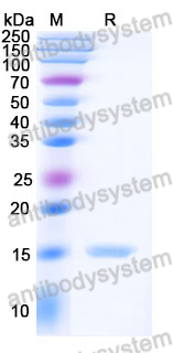 Anti-Human BACE2 Nanobody (SAA1031)