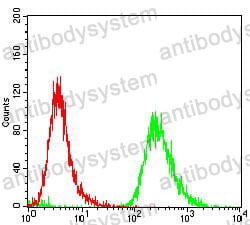 Anti-EPN1 Antibody (R3X82)