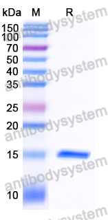 Anti-Human IGHE Nanobody (SAA1191)