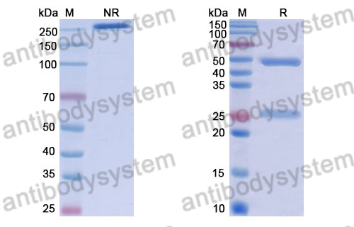 Human IgG1 (E356D/M358L), kappa Isotype Control Antibody (HyHEL-10)