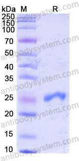 Human IgG1 (Fab-His) Isotype Control Antibody (HyHEL-10)