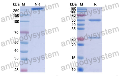 Human IgG1 (K214R), kappa Isotype Control Antibody (HyHEL-10)