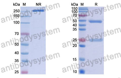 Human IgG1 (K214R/K447A), kappa Isotype Control Antibody (HyHEL-10)