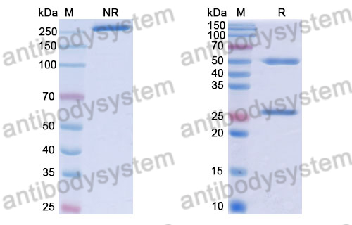 Human IgG1 (L234A/L235A), kappa Isotype Control Antibody (HyHEL-10)