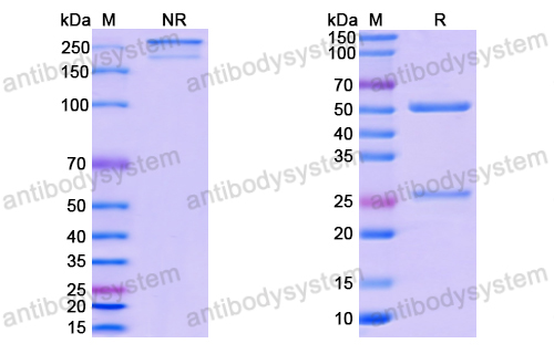 Human IgG1 (L234F/L235E/P331S), kappa Isotype Control Antibody (HyHEL-10)