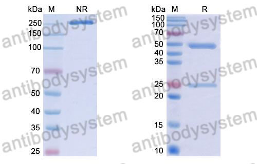 Human IgG1 (S239D/A330L/I332E), kappa Isotype Control Antibody (HyHEL-10)