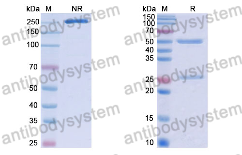 Human IgG1 (D265A), kappa Isotype Control Antibody (HyHEL-10)