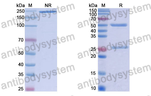 Human IgG1 (D265A/N297A), kappa Isotype Control Antibody (HyHEL-10)