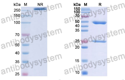 Human IgG1 (D270N), kappa Isotype Control Antibody (HyHEL-10)