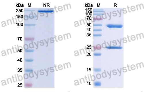 Human IgG1 (E233A/L235A), kappa Isotype Control Antibody (HyHEL-10)