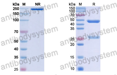 Human IgG1 (E356D/M358L/L234A/L235A), kappa Isotype Control Antibody (HyHEL-10)