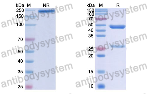 Human IgG1 (E356D/M358L/L234A/L235A/F405L), kappa Isotype Control Antibody (HyHEL-10)