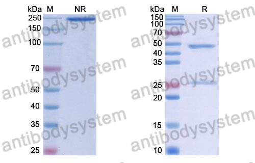 Human IgG1 (F405L), kappa Isotype Control Antibody (HyHEL-10)