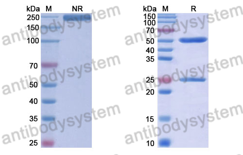 Human IgG1 (K214R/E356D/M358L), kappa Isotype Control Antibody (HyHEL-10)