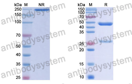 Human IgG1 (K214R/L234A/L235A), kappa Isotype Control Antibody (HyHEL-10)