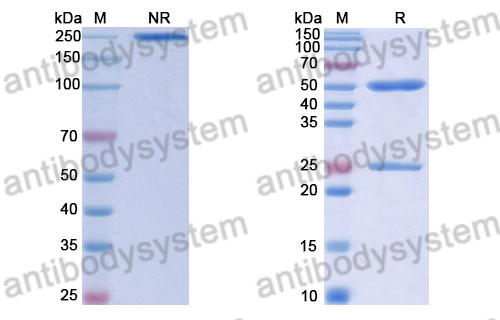 Human IgG1 (K214R/L234F/L235E/P331S), kappa Isotype Control Antibody (HyHEL-10)