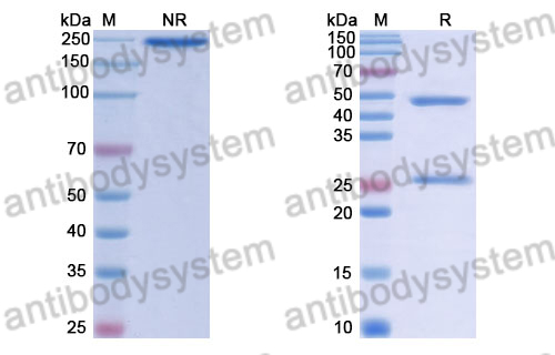 Human IgG1 (K214R/N297A), kappa Isotype Control Antibody (HyHEL-10)