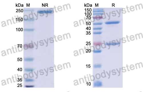 Human IgG1 (K409R/E356D/M358L), kappa Isotype Control Antibody (HyHEL-10)