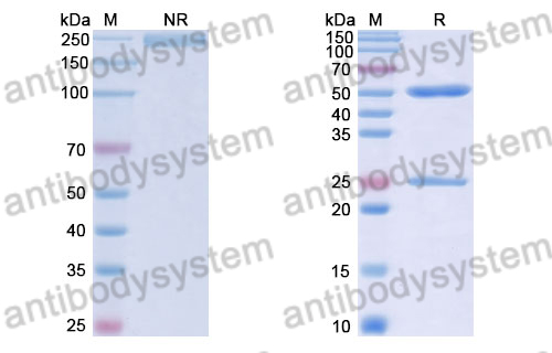 Human IgG1 (L234A/L235A/G237A), kappa Isotype Control Antibody (HyHEL-10)