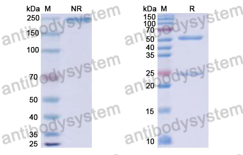 Human IgG1 (L234F/L235E), kappa Isotype Control Antibody (HyHEL-10)