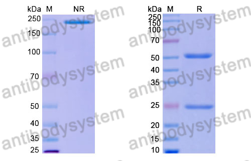 Human IgG1 (N297A/E356D/M358L), kappa Isotype Control Antibody (HyHEL-10)