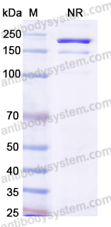 Human IgG1 (N297Q), kappa Isotype Control Antibody (HyHEL-10)