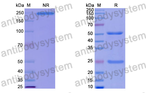 Human IgG1 (P329G/E356D/M358L), kappa Isotype Control Antibody (HyHEL-10)