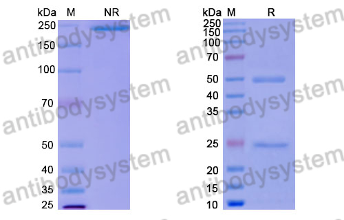 Human IgG1 (P331S/E430G), kappa Isotype Control Antibody (HyHEL-10)