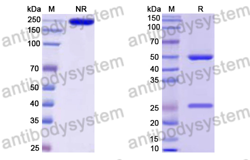 Human IgG1 (S239D/A330L/I332E), kappa Isotype Control Antibody (13R4)