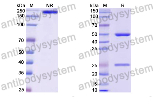 Human IgG1 (M428L/N434S), kappa Isotype Control Antibody (13R4)