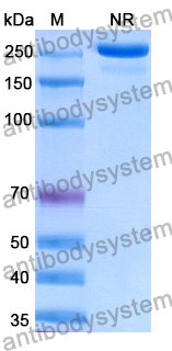 Human IgG1-G2-kappa Isotype Control Antibody (HyHEL-10)