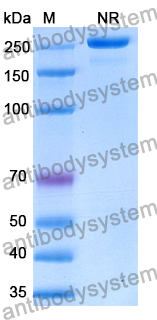 Human IgG1 CH1-IgG2 Fc Fragment, kappa Isotype Control Antibody (HyHEL-10)