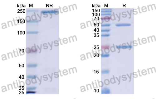 Human IgG2, lambda Isotype Control antibody (HyHEL-10)