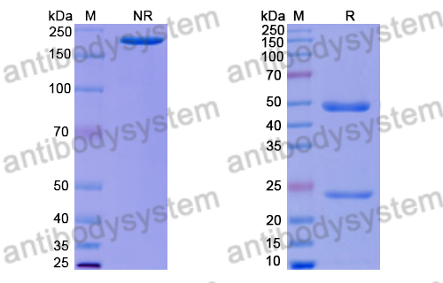 Human IgG3, lambda Isotype Control Antibody (HyHEL-10)