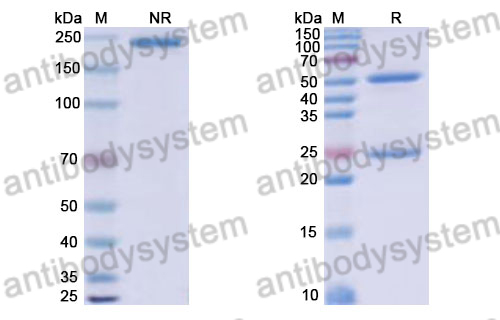 Human IgG4 (S228P/R409K), kappa Isotype Control Antibody (HyHEL-10)